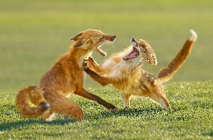 foxfight.jpg